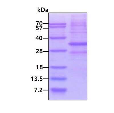 SDS-PAGE: Recombinant Human AMD1 His Protein [NBP1-98924]